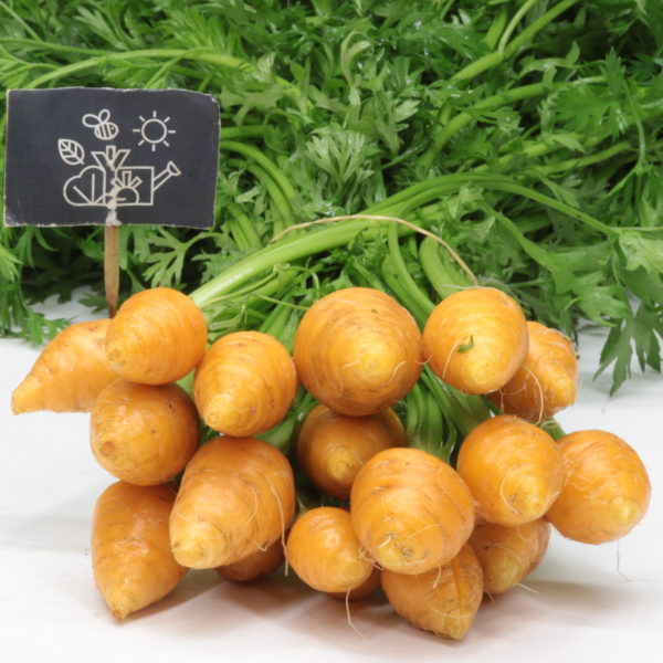 Carottes grelot botte