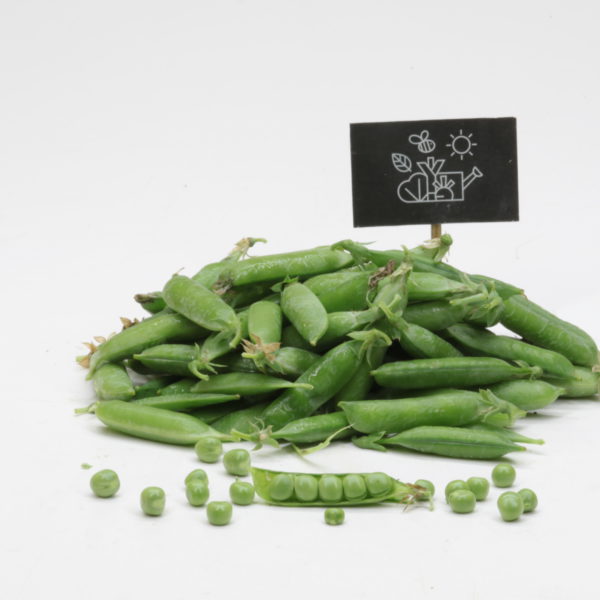 Petit pois
