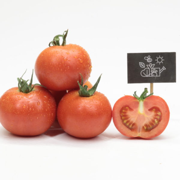 Tomates rouges primeur