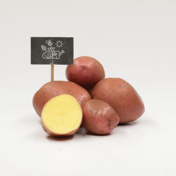 Pommes de terre chair farineuse Alouette