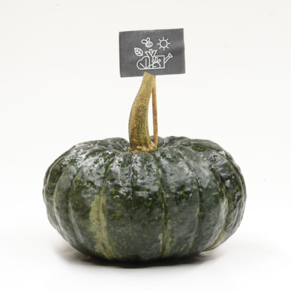Courge Iron Cap