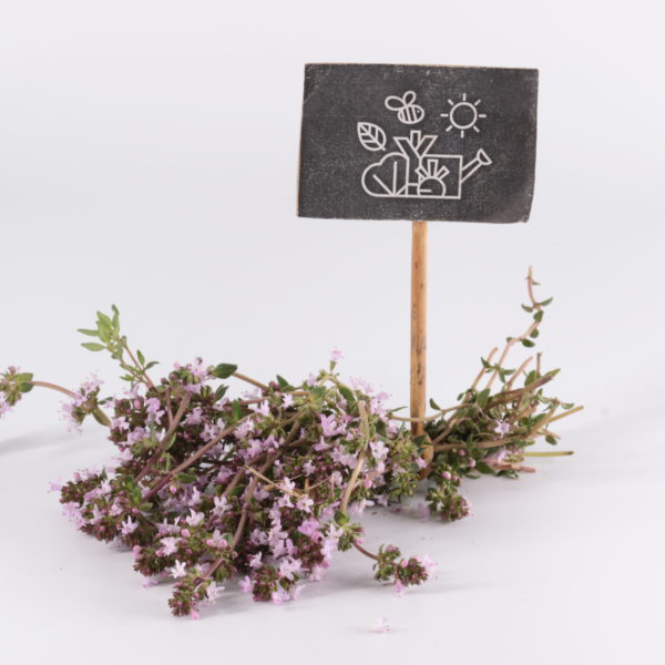 Thym fleuri