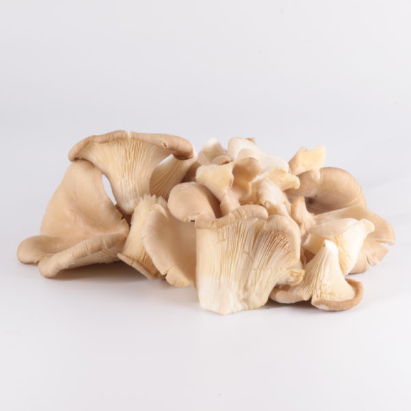 Champignons Pleurotes