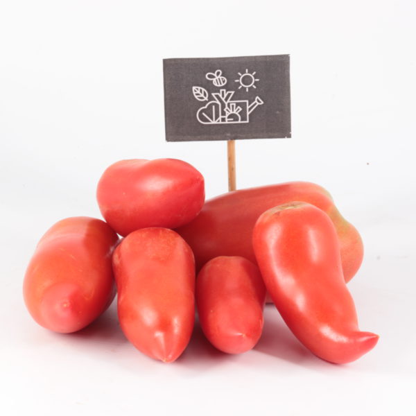 Tomates rouges cornue