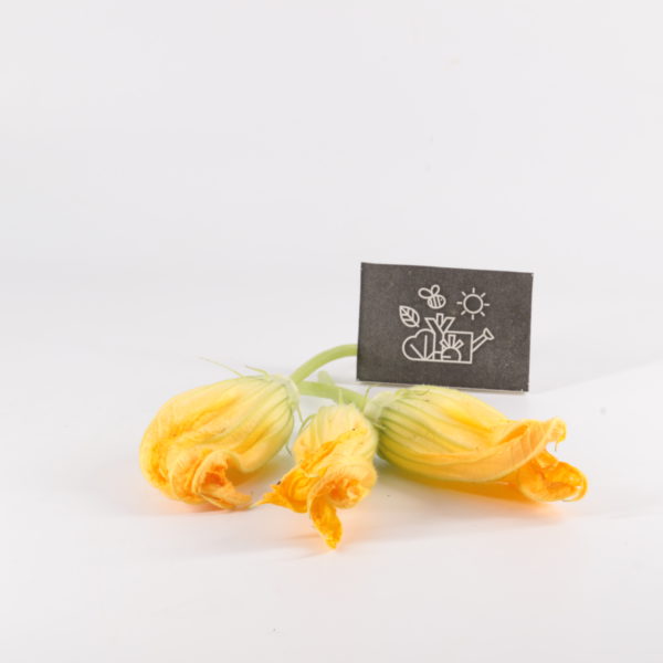 Fleurs de courgette mâles