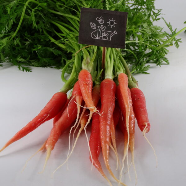 Carottes rouge extra fine