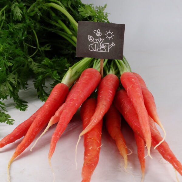 Carottes bottes rouge