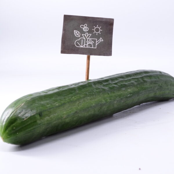 Concombre long