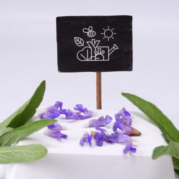 Fleur de sauge