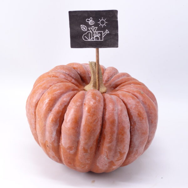 Courge Futsu Black