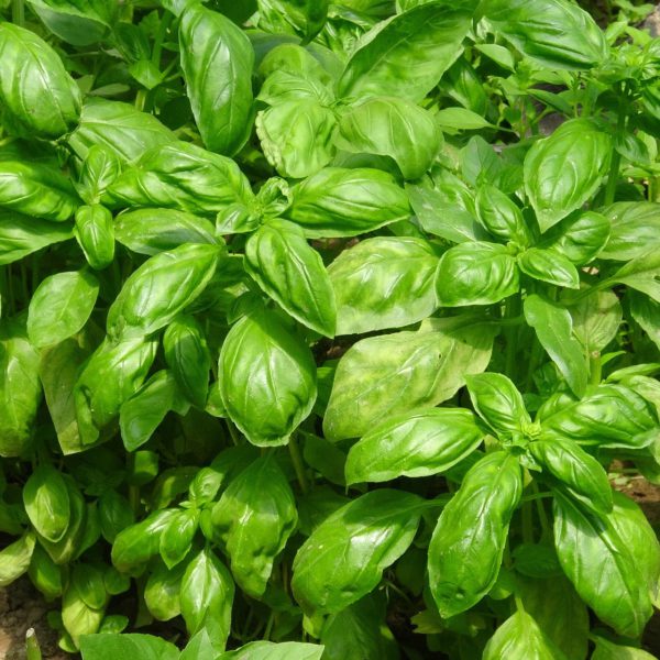 Basilic à grandes feuilles