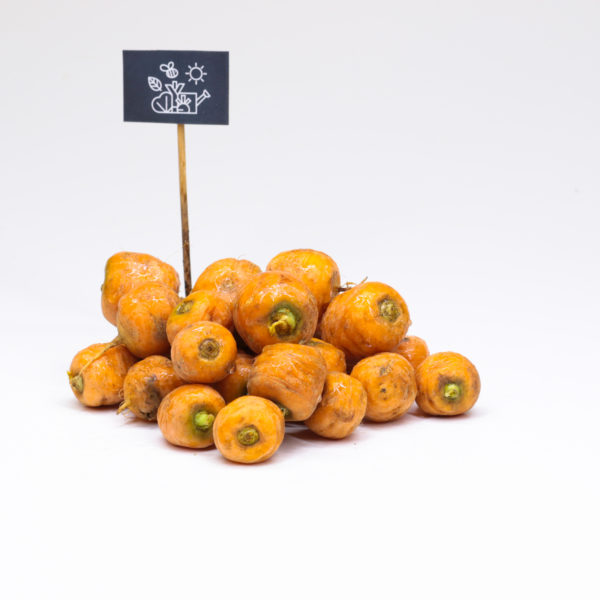 Carottes grelot