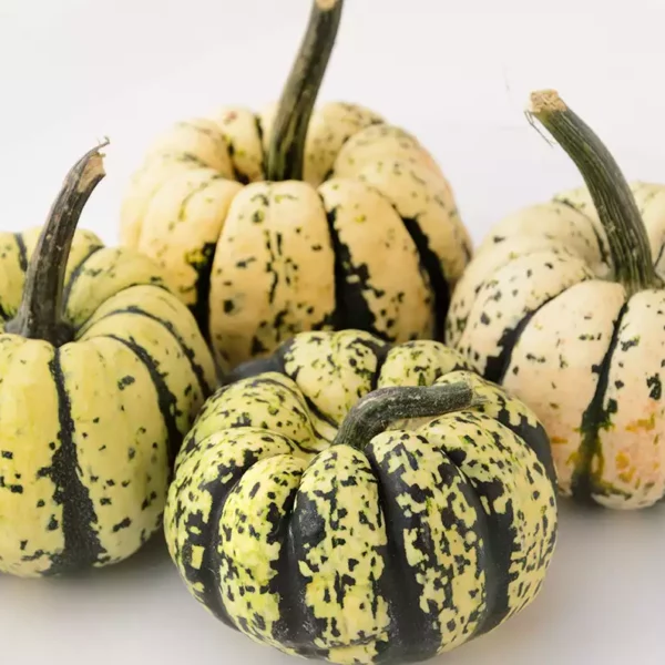 Courge patidou